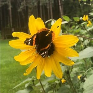 Meet your Posher, Shelly